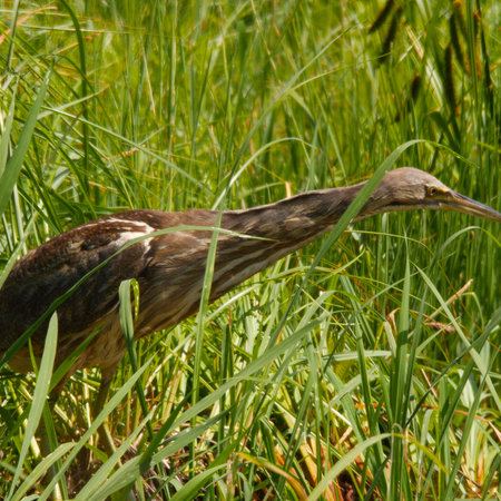 Fiches descriptives Fou des oiseaux