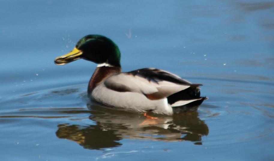 Canard colvert 2015 001