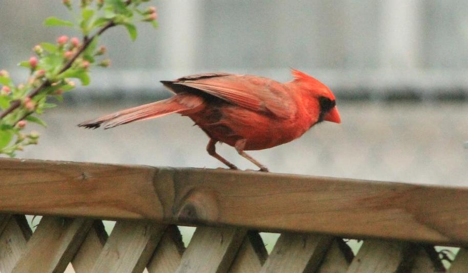 Cardinal rouge %28m%c3%a2le%292015 05 10