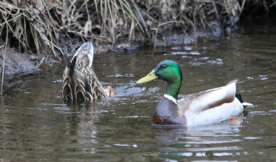 Colvert 2015 05 18