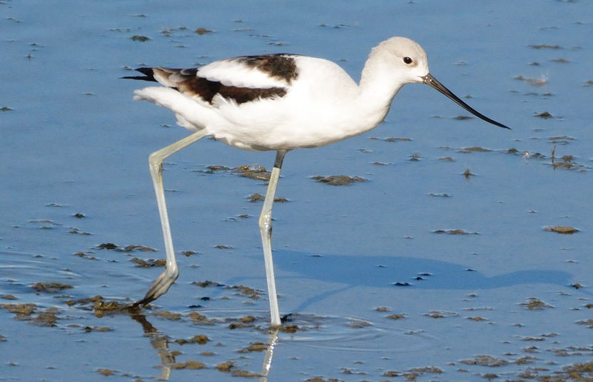 Avocette d am%c3%a9rique