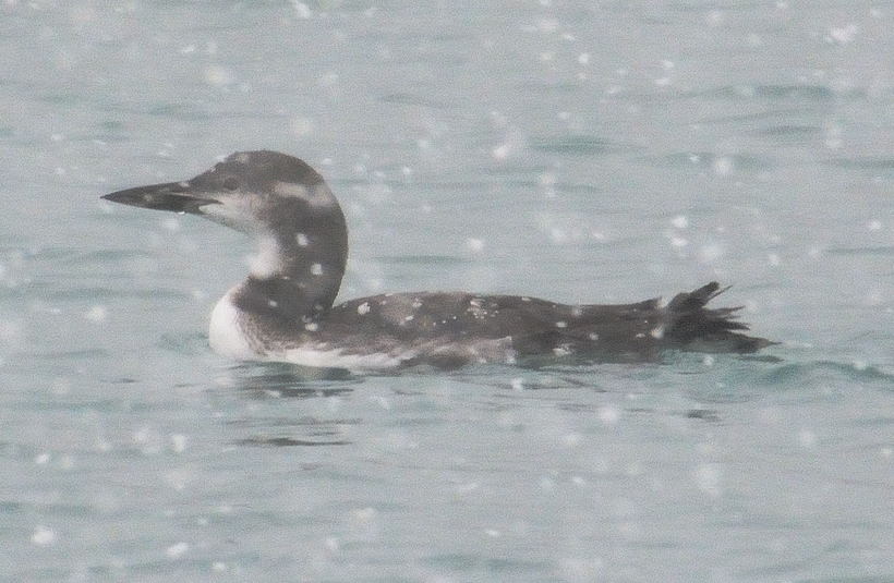 Plongeon huard