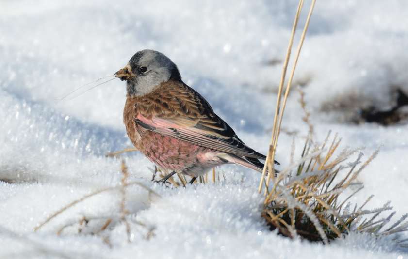 Grey crowned rosy finch coastal