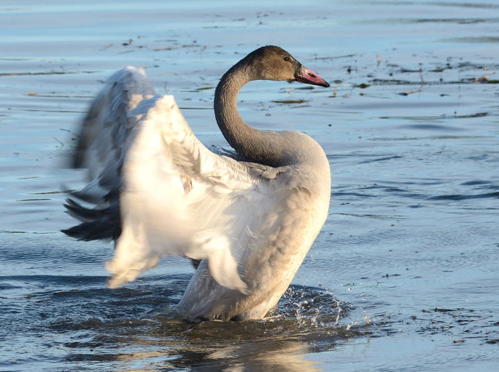 Cygne trompette