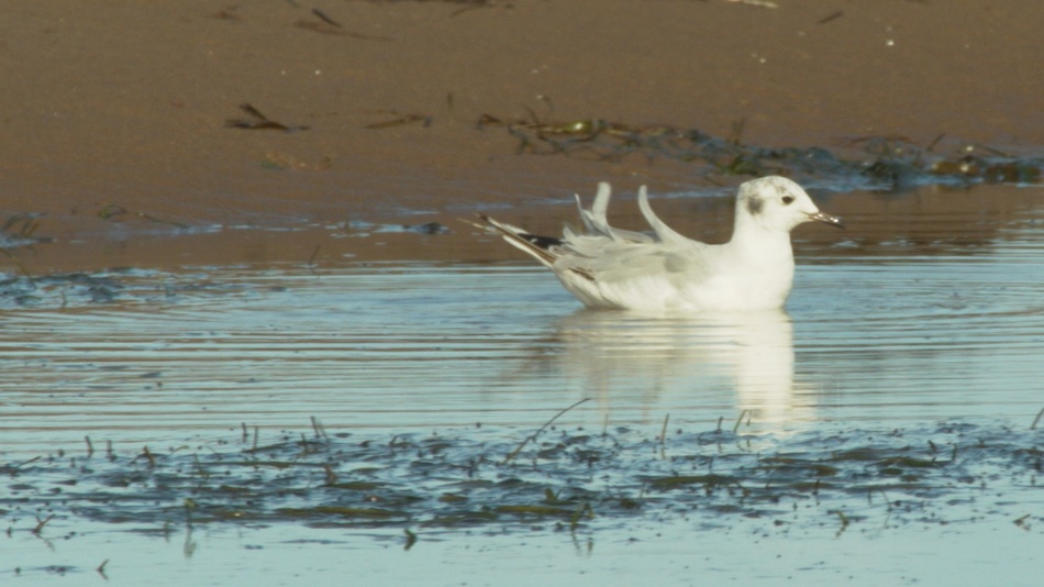 Mouette de bonaparte