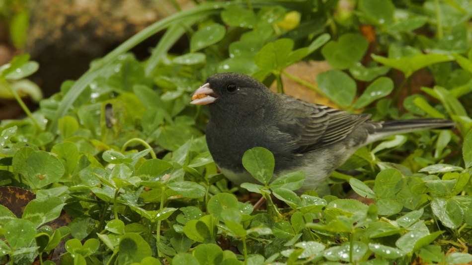 Junco ardois%c3%a9