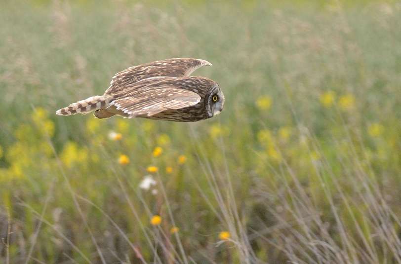 Hibou des marais