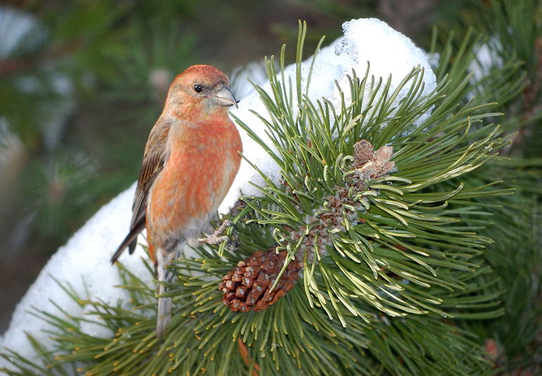 Bec crois%c3%a9 des sapins