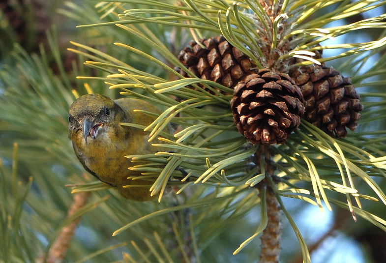 Bec crois%c3%a9 des sapins femelle 1