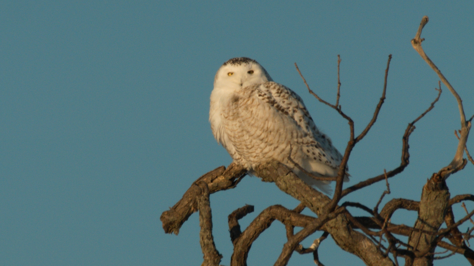 Harfang des neiges