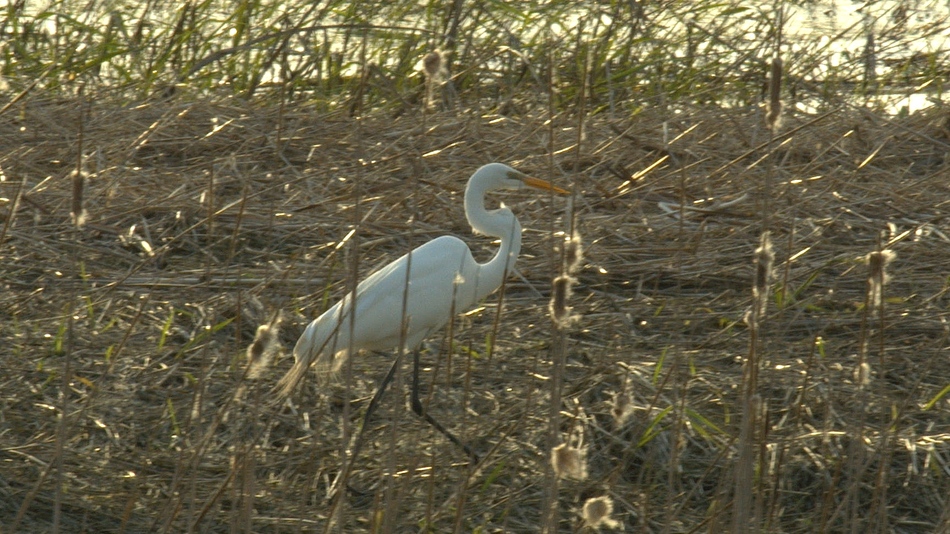 Grande aigrette