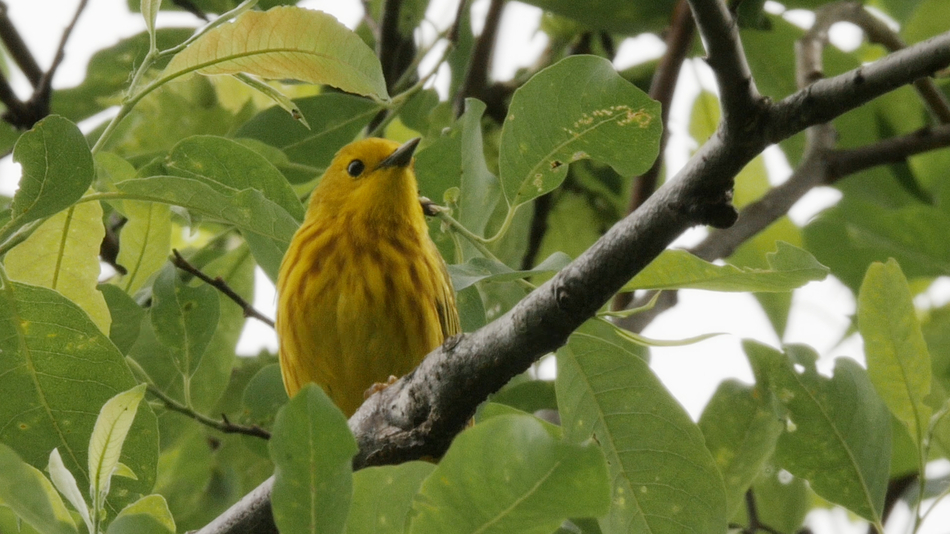 Paruline jaune