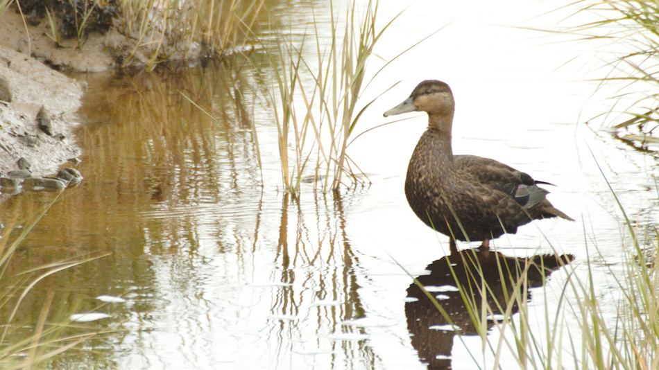 Canard noir