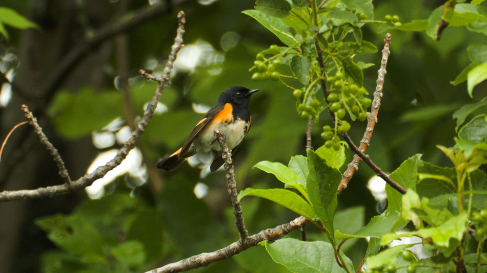 Paruline flamboyante