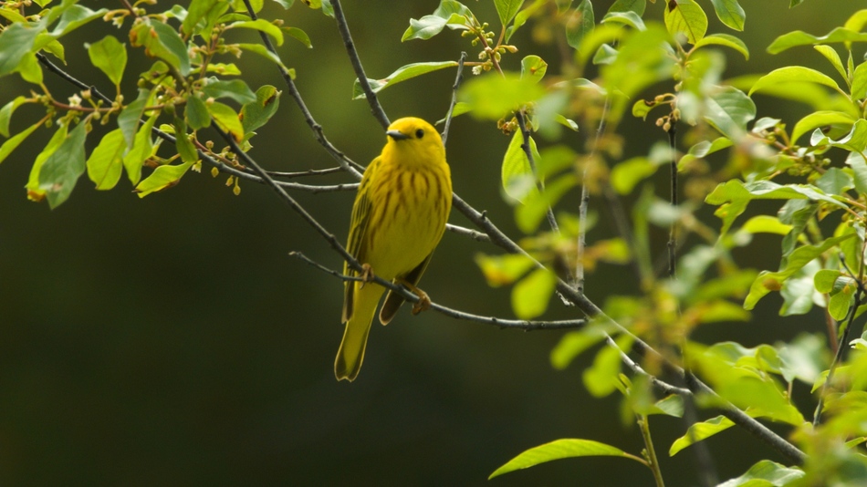 Paruline jaune