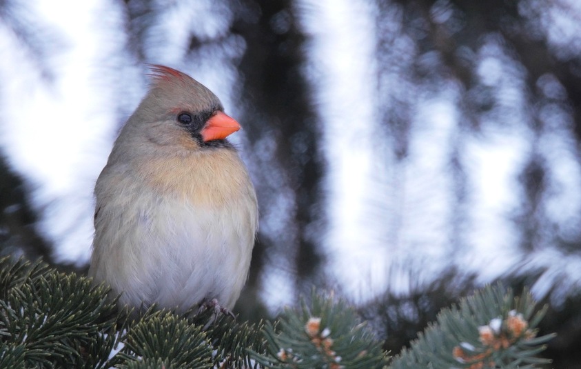 Cardinal rouge femelle