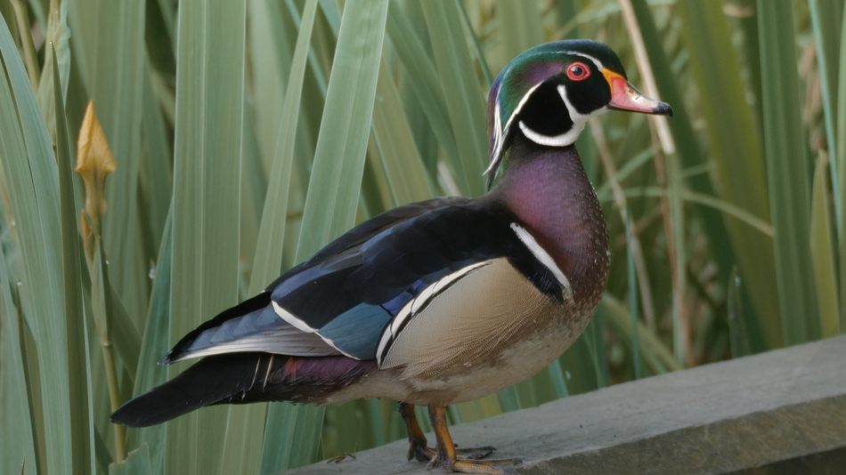 Canard branchu