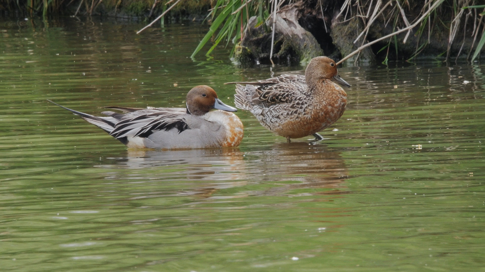 Canard pilet