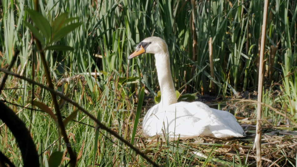 Cygne tubercul%c3%a9