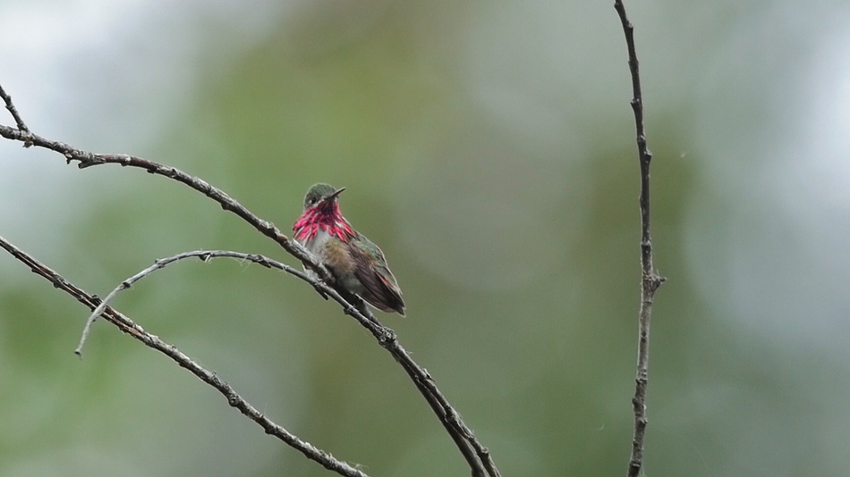 Colibri caliope