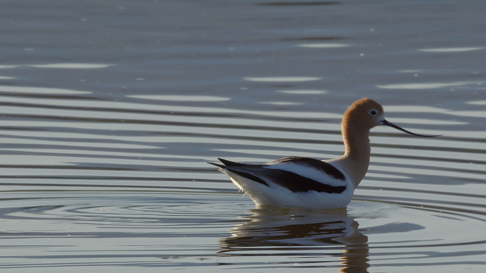 Avocette d'am%c3%a9rique