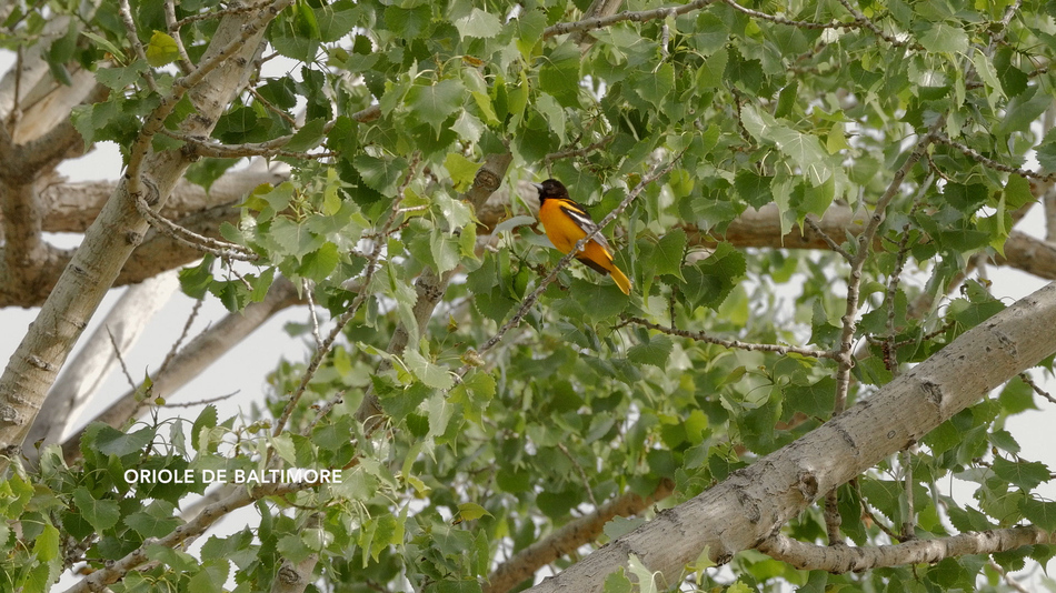 Oriole de baltimore