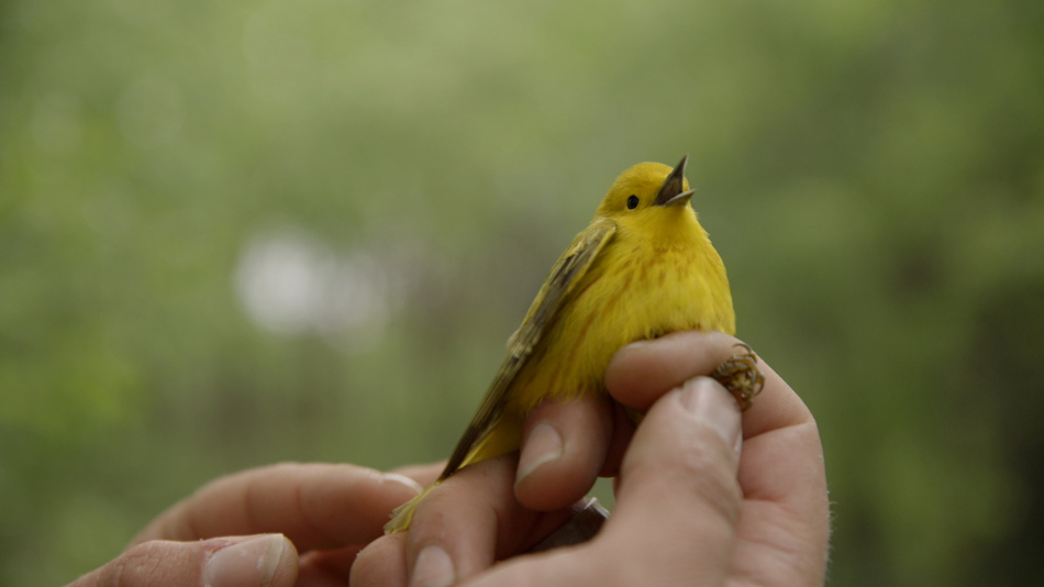 Paruline jaune