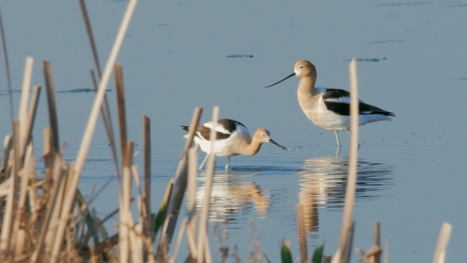 Avocette d'am%c3%a9rique