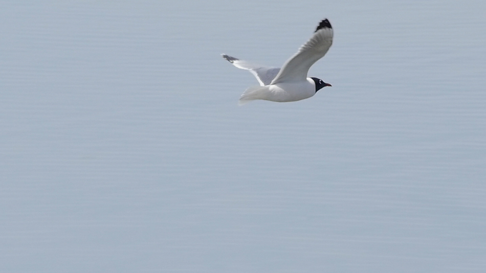 Mouette de franklin