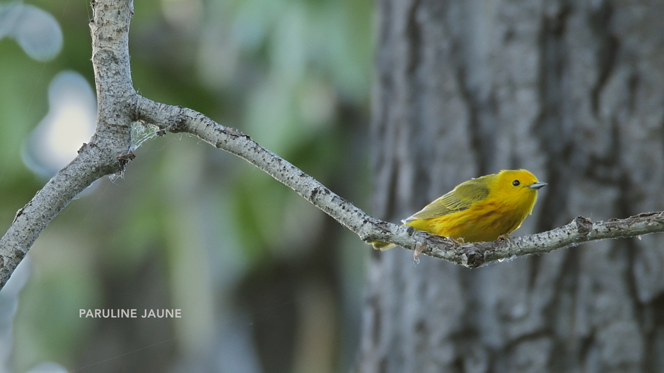 Paruline jaune