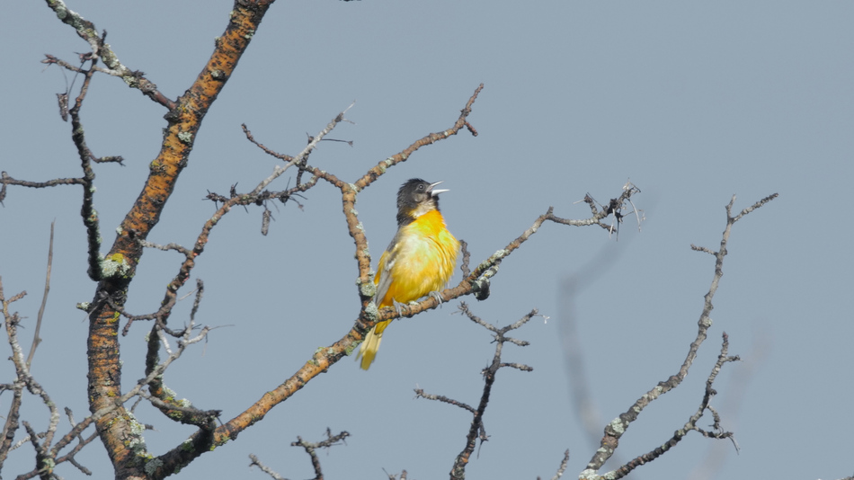 Oriole de baltimore