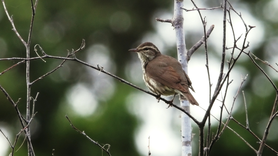 Paruline des ruisseaux