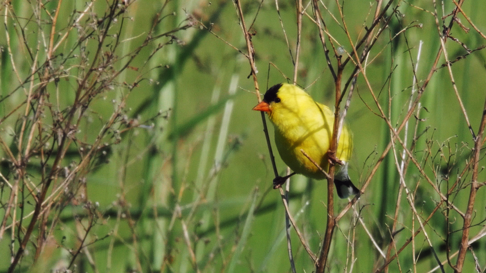 Chardonneret jaune