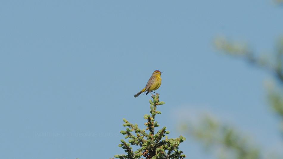 Paruline %c3%a0 couronne rousse