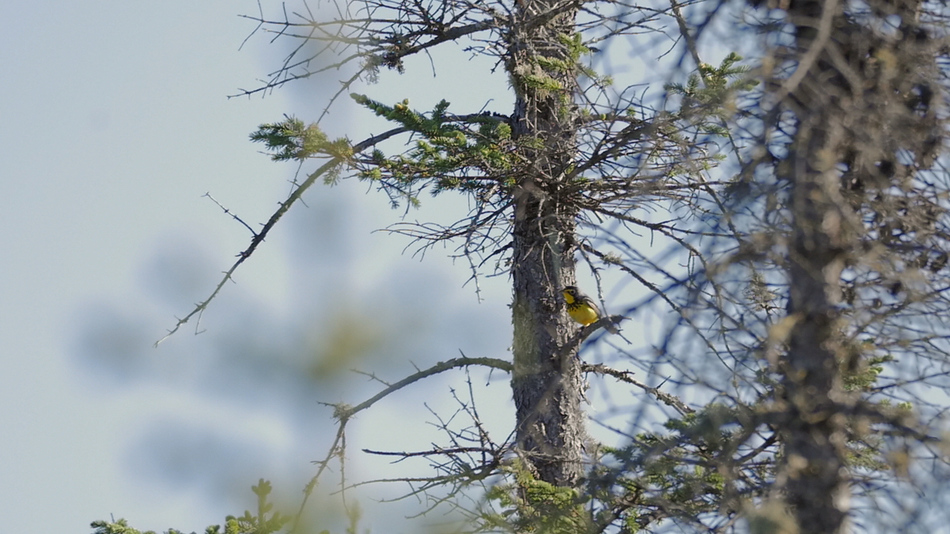 Paruline du canada