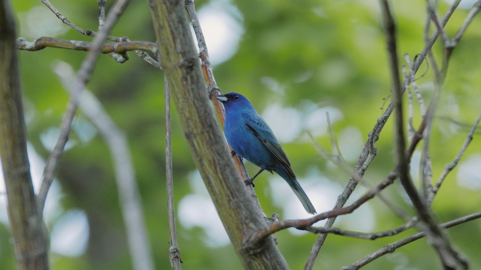 Passerin indigo