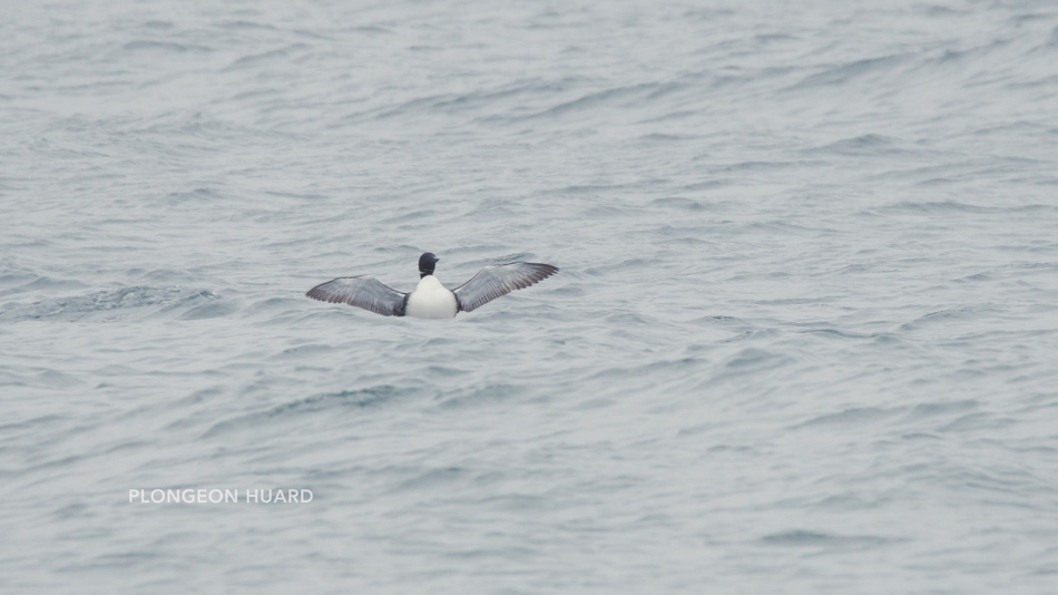 Plongeon huard