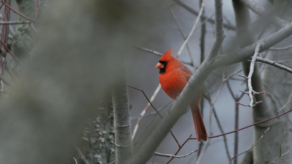 Cardinal rouge