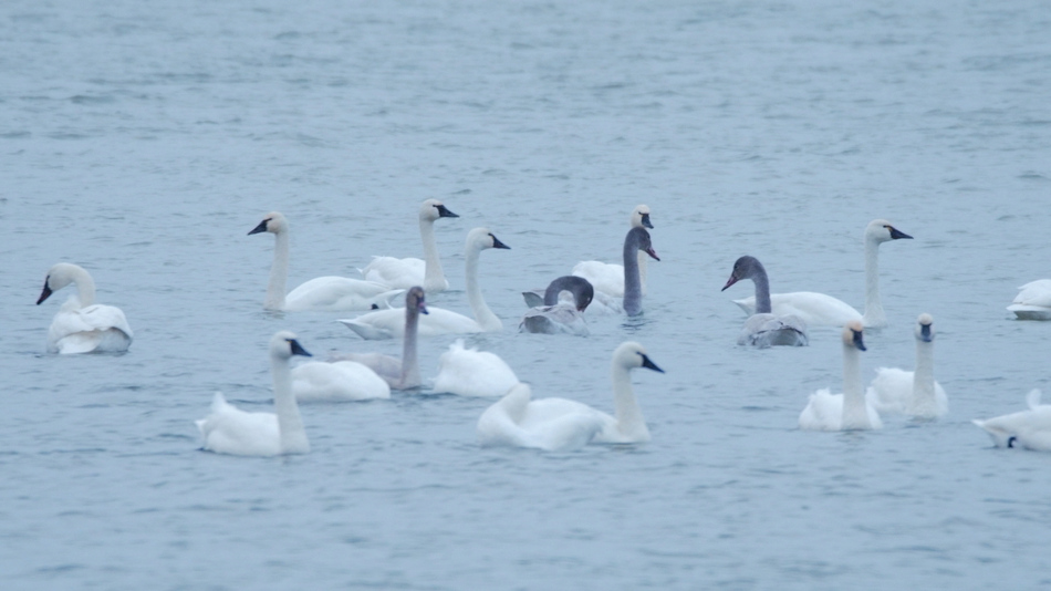 Cygne siffleur