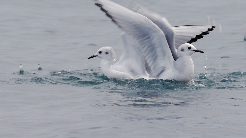 Mouette de bonaparte