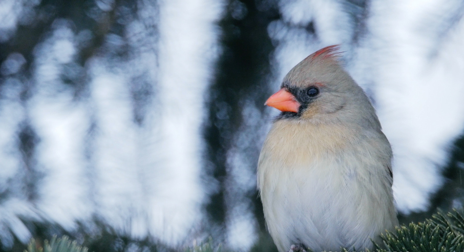 Cardinal rouge femelle