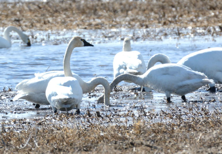 Cygne siffleur