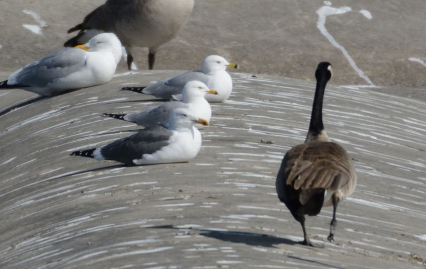 Goeland brun