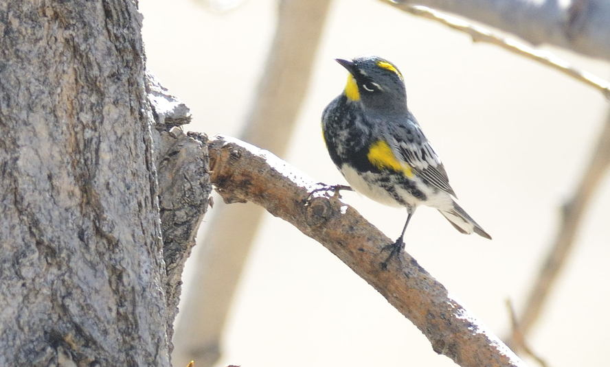 Paruline %c3%a0 croupion jaune %28audubon%29