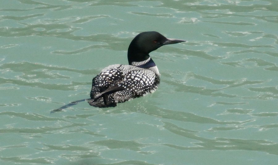 Huard plongeon