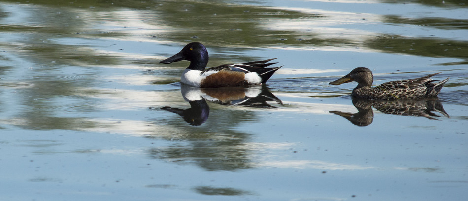 Canard souchet