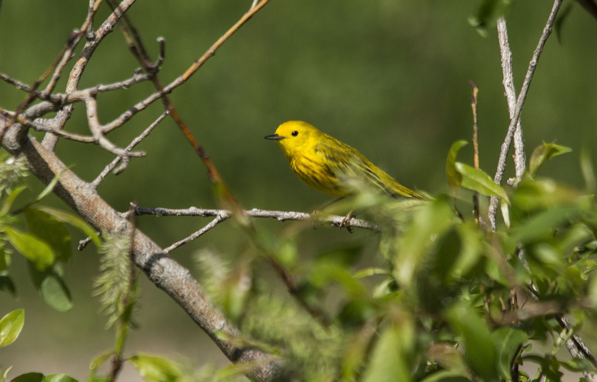 Paruline jaune