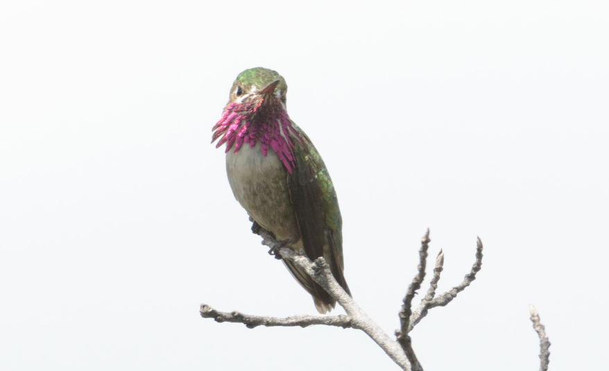 Colibri calliope