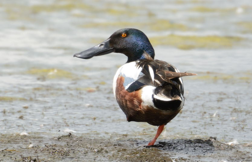 Canard souchet