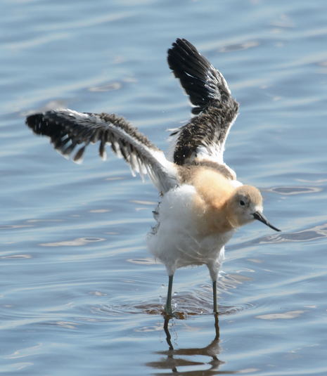 Avocet d am%c3%a9rique